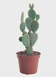 Plante le cactus