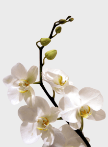Fleur l'orchidée